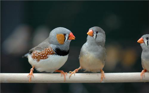 小型粘人的鸟类宠物有哪些,白领适合养什么宠物鸟类