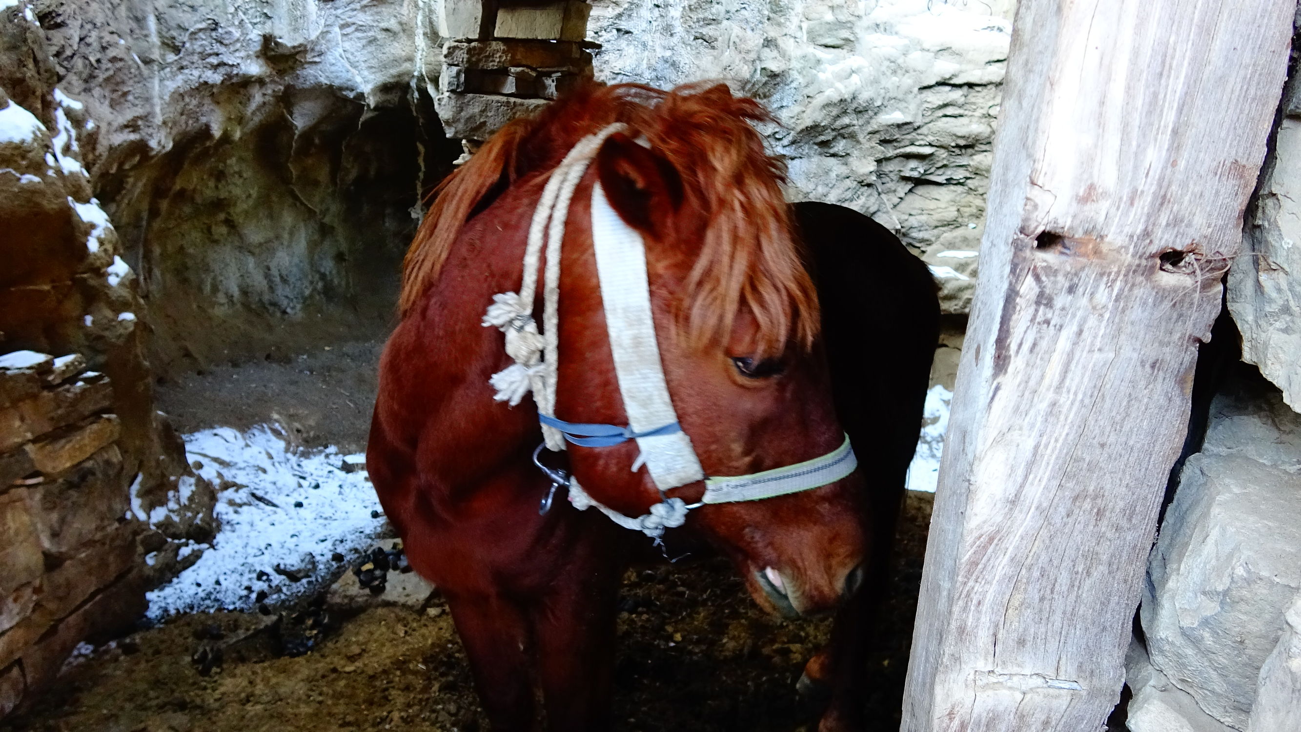 我的家在桃花峪:遇见青州窦家崖村的王老伯
