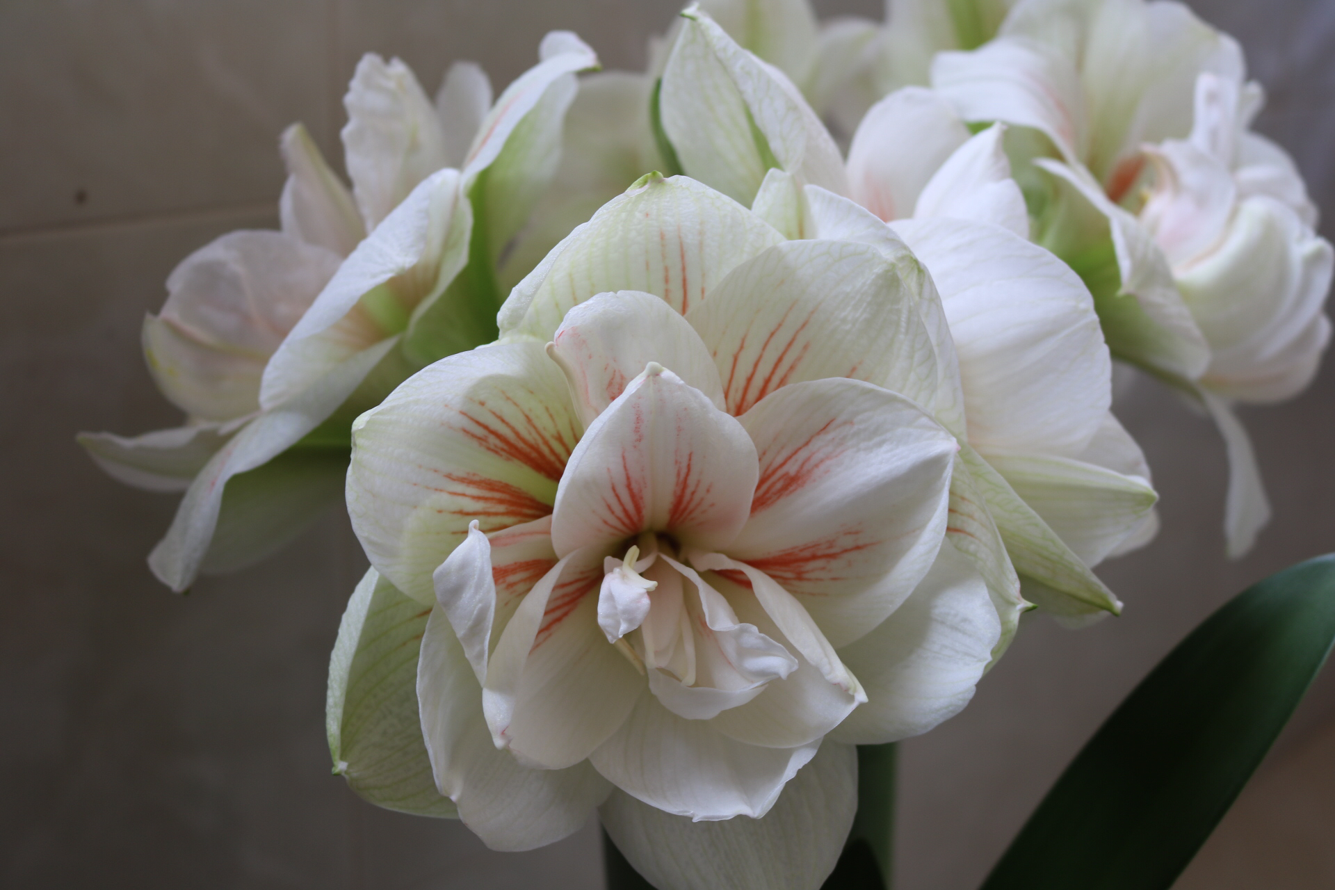 朱顶红种球怎么养才能快速变大,进口朱顶红先开花后长根的怎么养