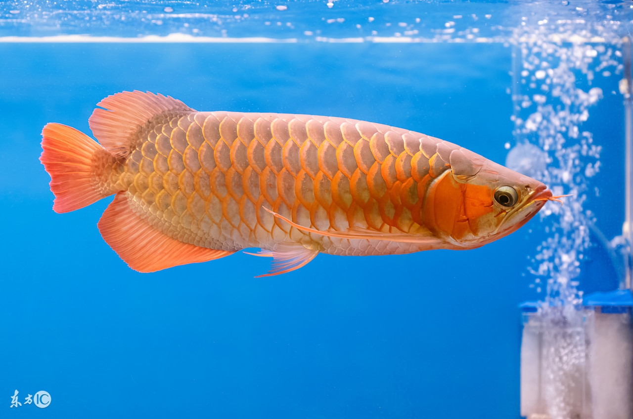 龙鱼白点病治疗最快的方法,龙鱼得了小白点病怎么治疗