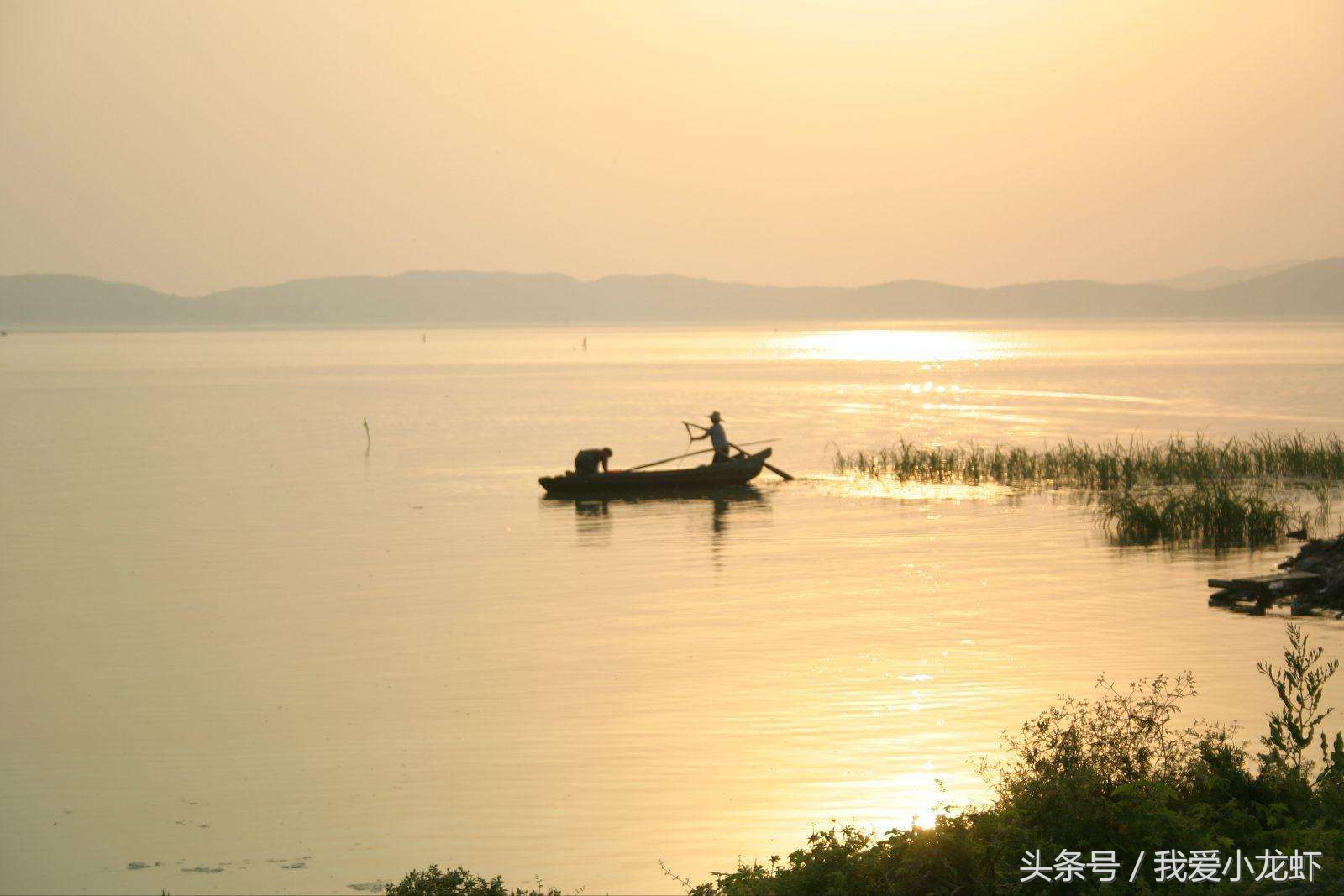 伊乐藻种子哪里买,伊乐藻种子是假的不发芽