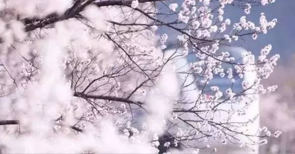 去日本看樱花攻略,去日本看樱花的攻略