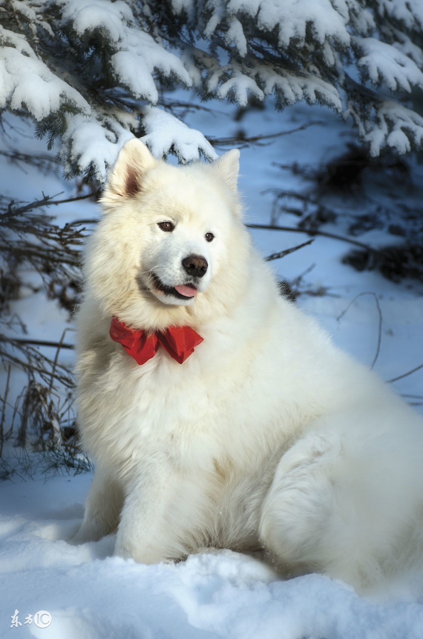 雪橇三傻萨摩耶,雪橇三傻哈士奇和阿拉斯加萨摩耶