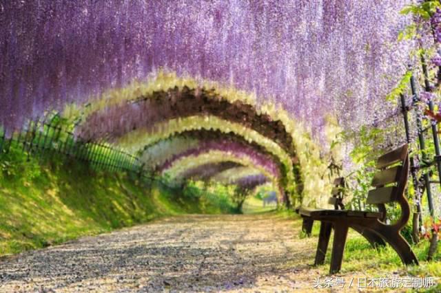 日本浪漫樱花之旅,日本樱花之旅