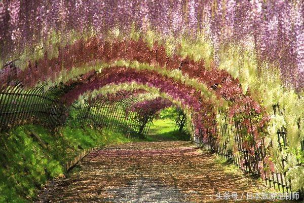 日本浪漫樱花之旅,日本樱花之旅