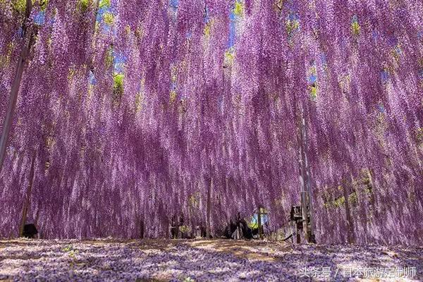 日本浪漫樱花之旅,日本樱花之旅