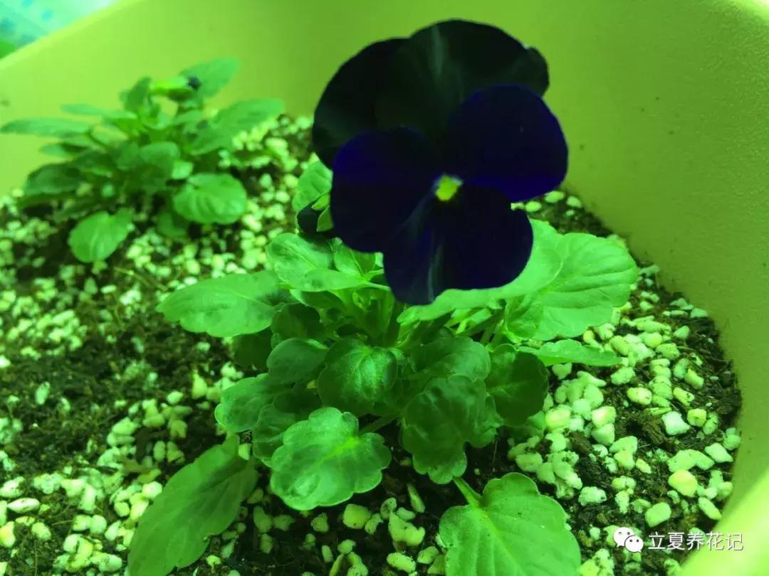 怎样才能养好花,怎样才可以养好花