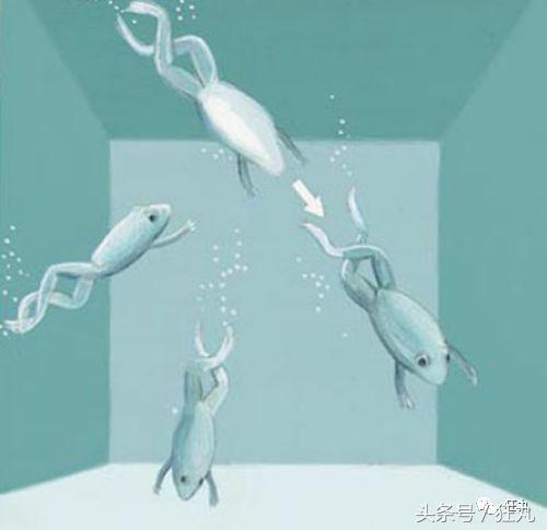 你知道青蛙旅行好玩，但不一定知道真正的青蛙早就玩过太空7日游