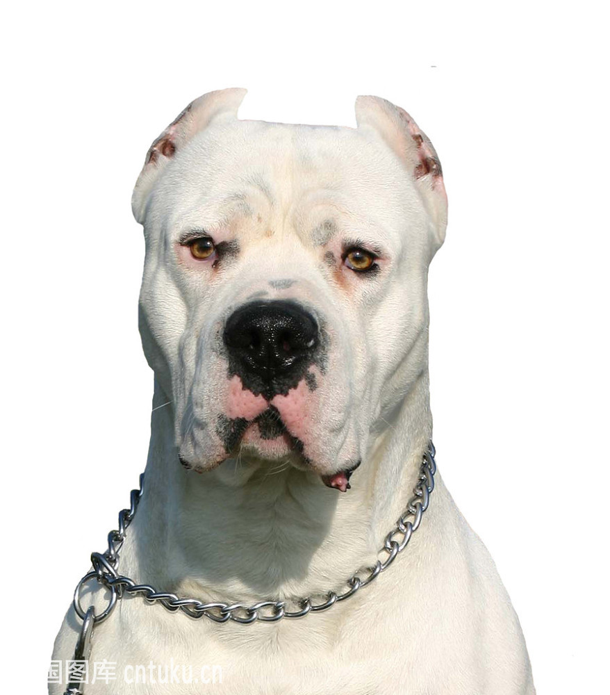 杜高犬要怎么训练护主才听话,k99如何调节音量