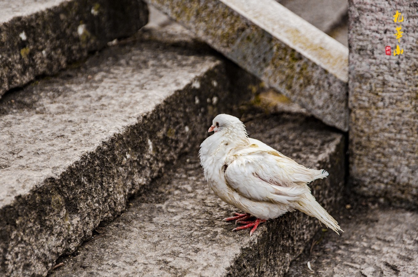 登九华山要多少时间,登九华山多少台阶