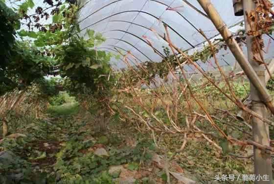 暖棚葡萄一年两熟技术,一年盆栽葡萄的种植技巧和方法