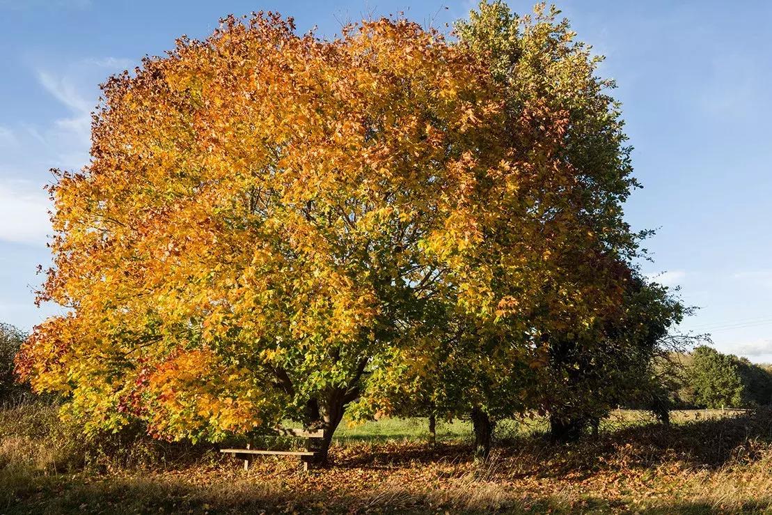 leicacl评测,leicacl