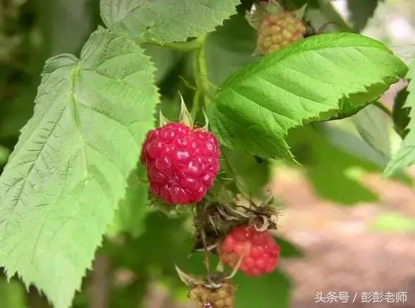 跟名师学中医一日五练有用吗,跟师傅学中医日常