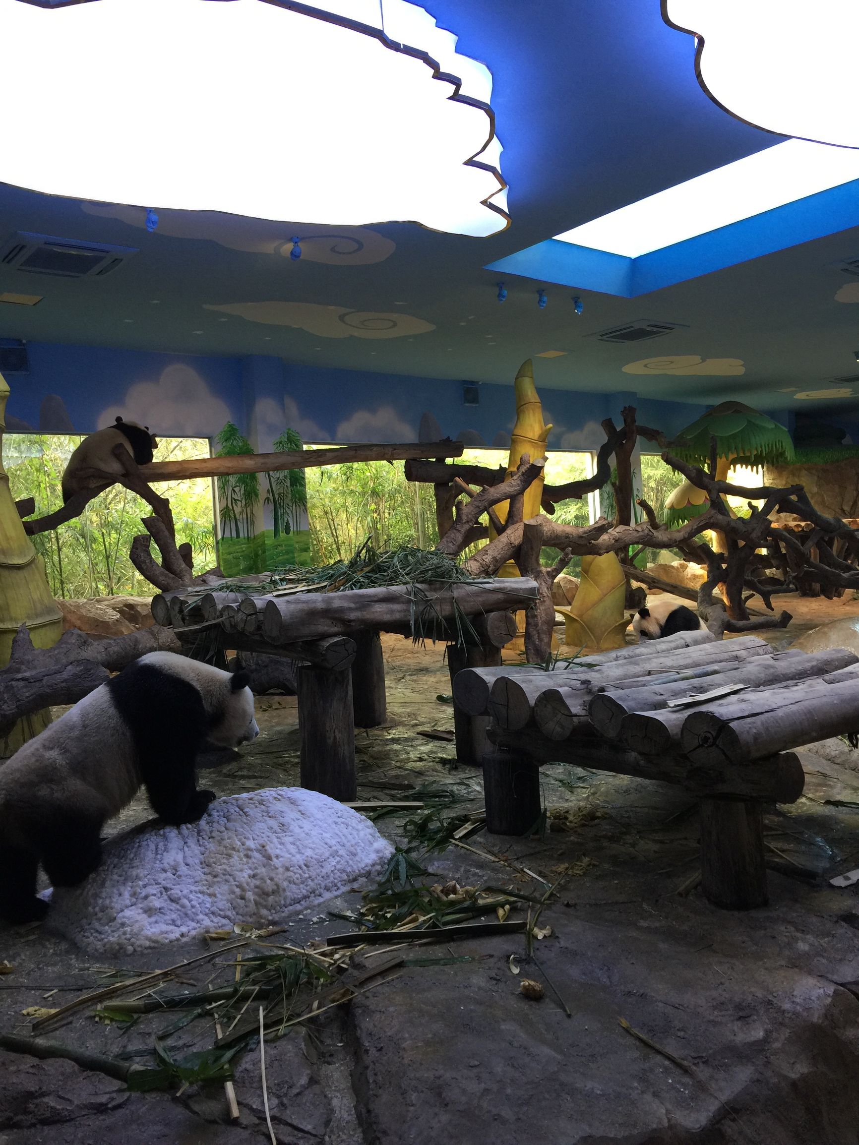 广州长隆野生动物园游玩新攻略,最近广州长隆野生动物园攻略