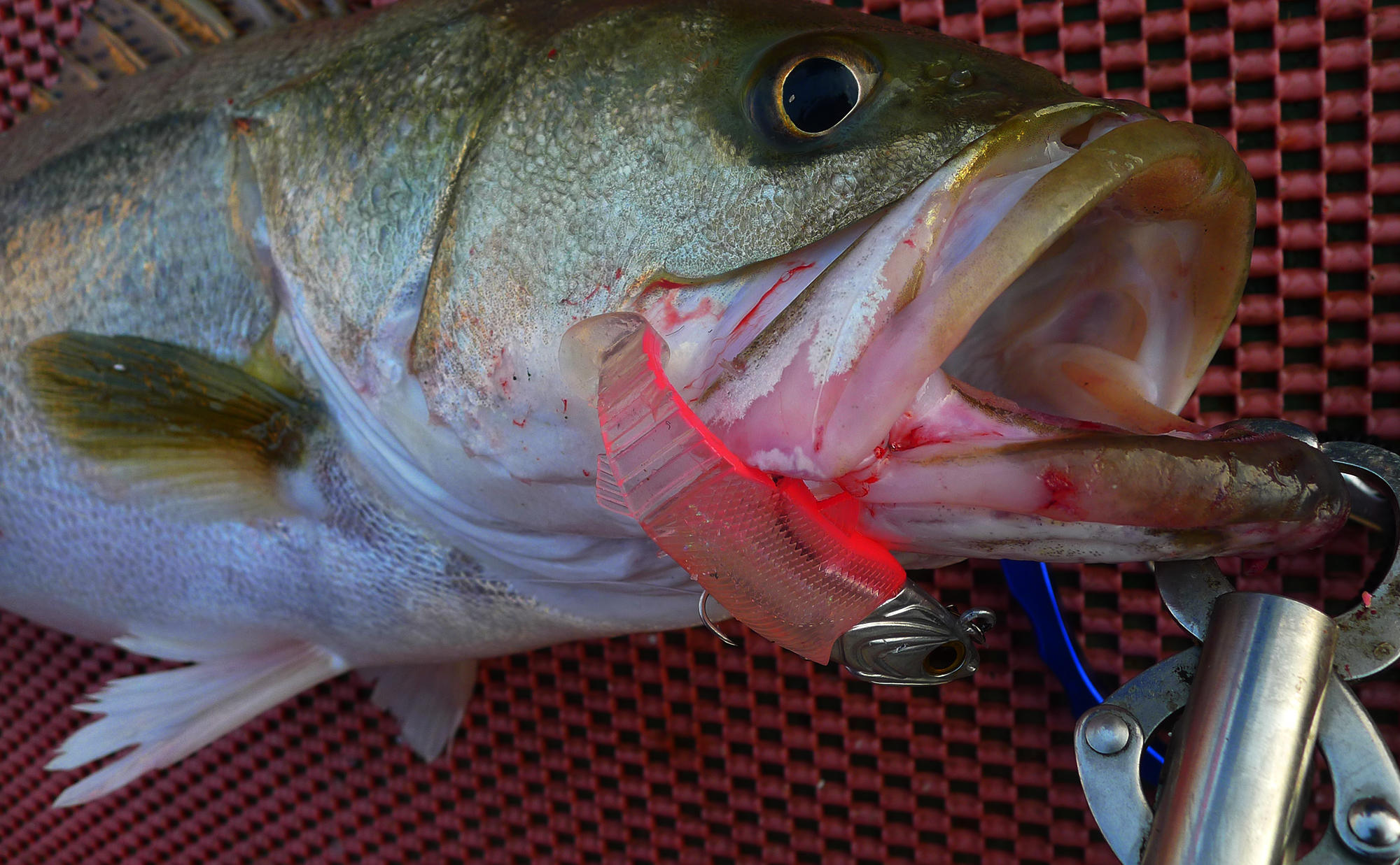 今年第一次钓海鲈鱼,最新钓七星鱼视频