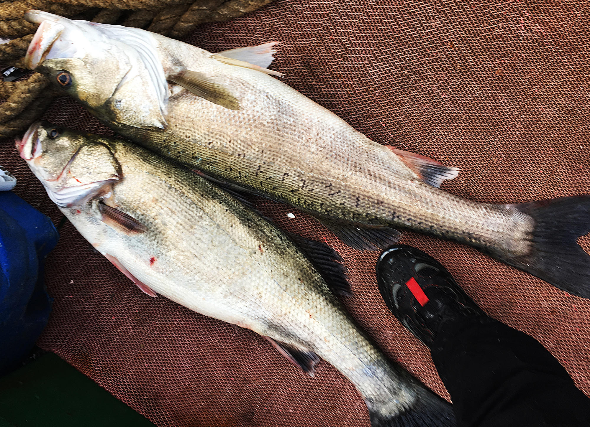 今年第一次钓海鲈鱼,最新钓七星鱼视频