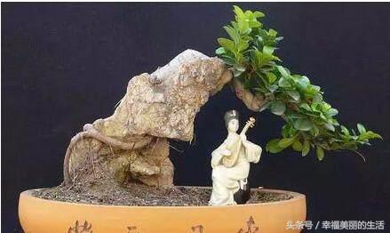 榕树盆景的养殖方法和注意事项,榕树高压繁殖在几月份进行