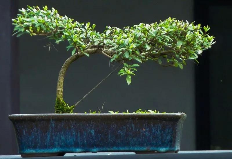 盆景那么贵真会有人买吗,盆景定价离谱