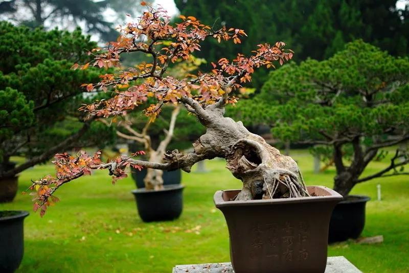 盆景那么贵真会有人买吗,盆景定价离谱