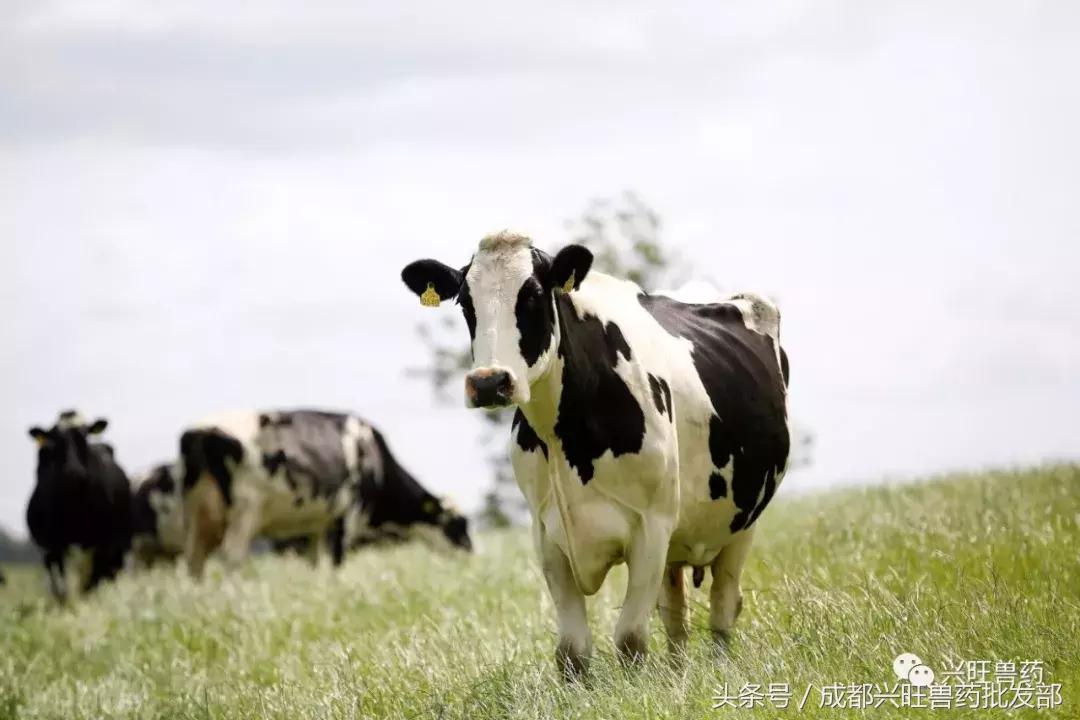 牛眼睛有线虫怎么除虫,牛寄生虫临床表现