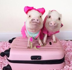 春节欢乐多之安检奇葩