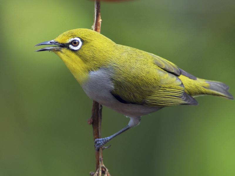 小型粘人的鸟类宠物有哪些,白领适合养什么宠物鸟类