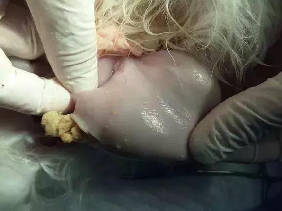 劣质狗粮狗吃了不良反应,劣质狗粮吃了短期内会出问题吗