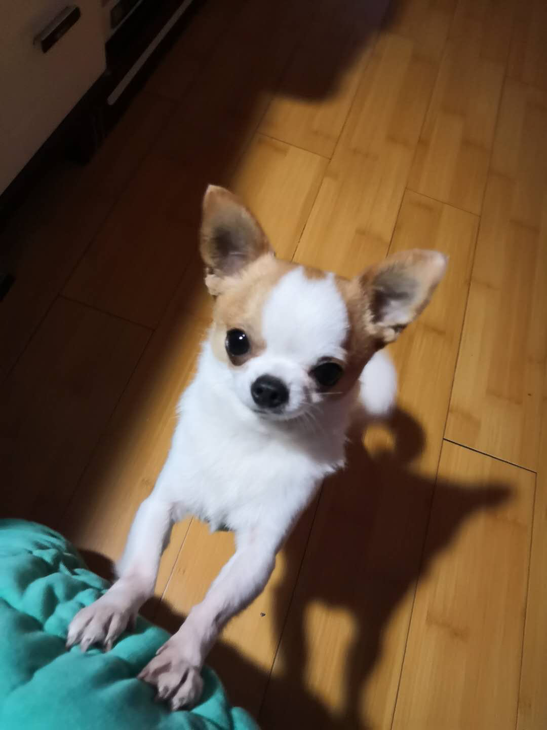 吉娃娃好养吗有哪些缺点,吉娃娃咬人不想养了