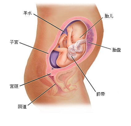 孕期胎儿发育图片1到10个月,孕期胎儿发育标准对照表图