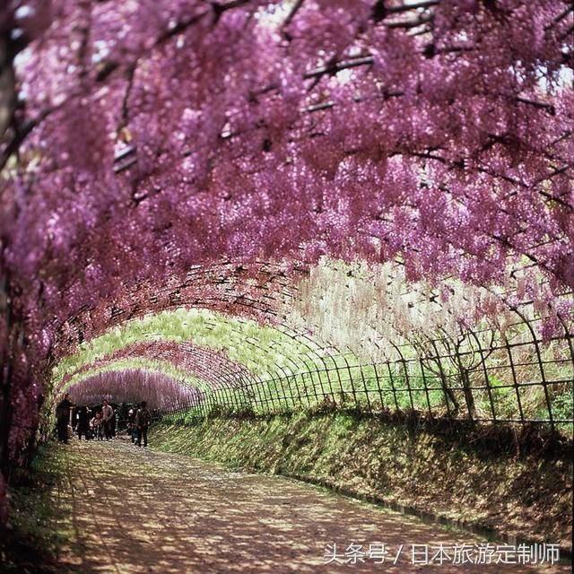 日本浪漫樱花之旅,日本樱花之旅