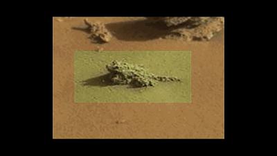 你知道青蛙旅行好玩，但不一定知道真正的青蛙早就玩过太空7日游