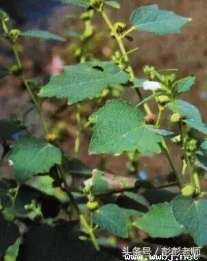 跟老师每日一学草药,跟名师学中医一日五练书籍