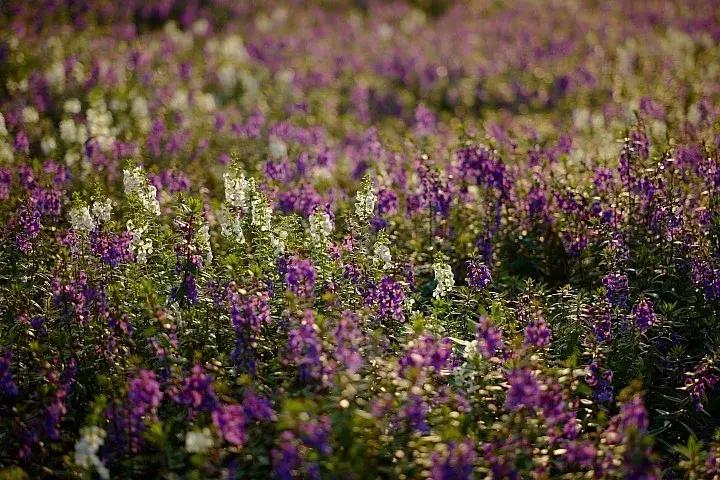 leicacl评测,leicacl