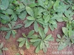 祛湿气的中草药鸡屎藤,中药鸡屎藤的全图