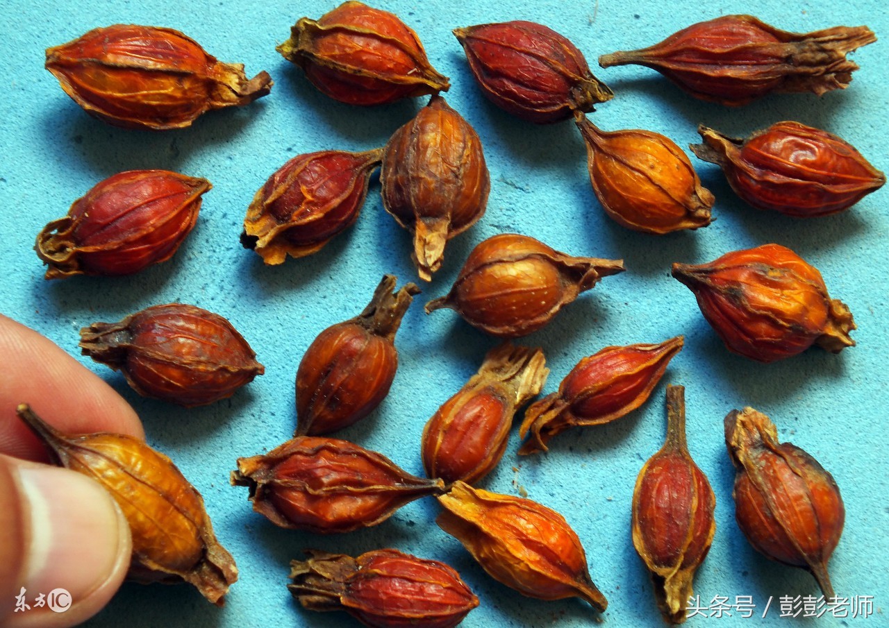 跟名师学中医一日五练有用吗,跟师傅学中医日常