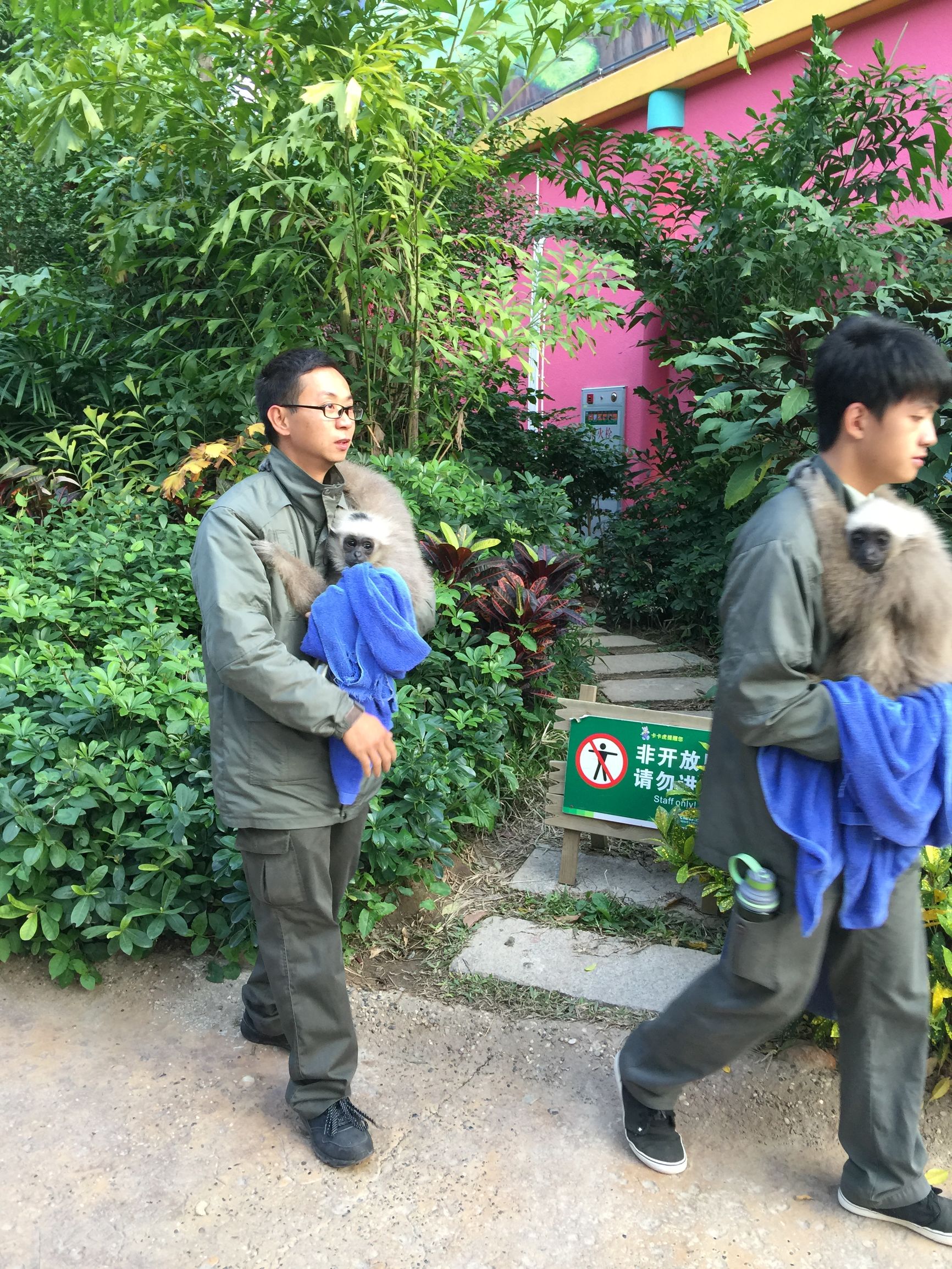 广州长隆野生动物园游玩新攻略,最近广州长隆野生动物园攻略