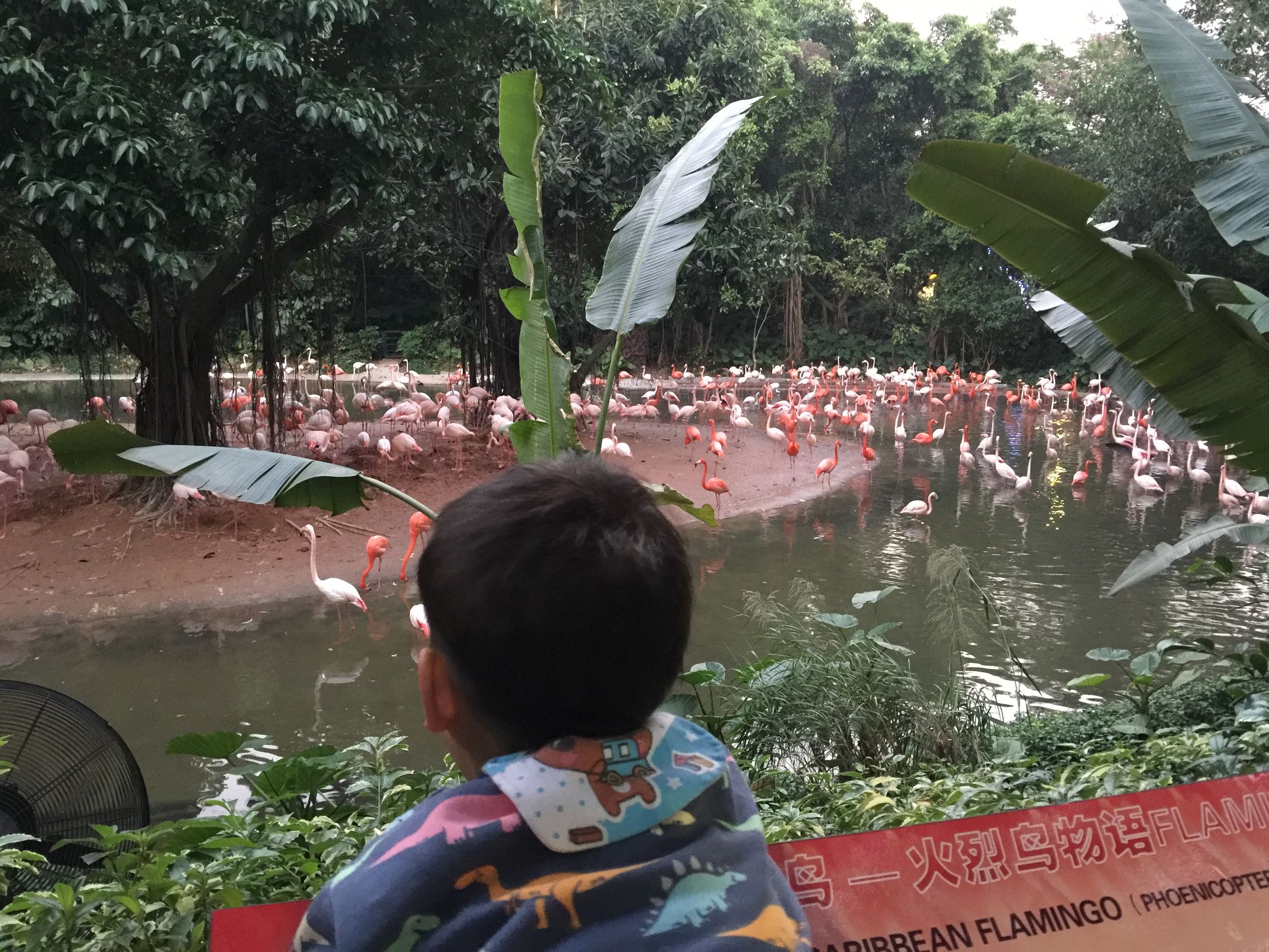 广州长隆野生动物园游玩新攻略,最近广州长隆野生动物园攻略