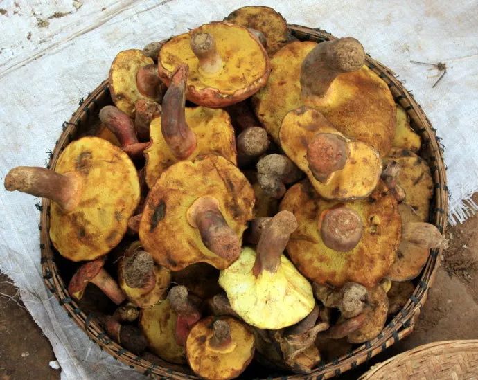 云南的土壤好吗,云南可以吃的土是什么来的