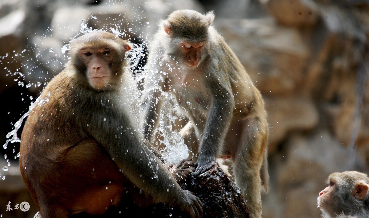嫁给这3大生肖男一生富贵又幸福,这两生肖做夫妻能一路相伴到白头