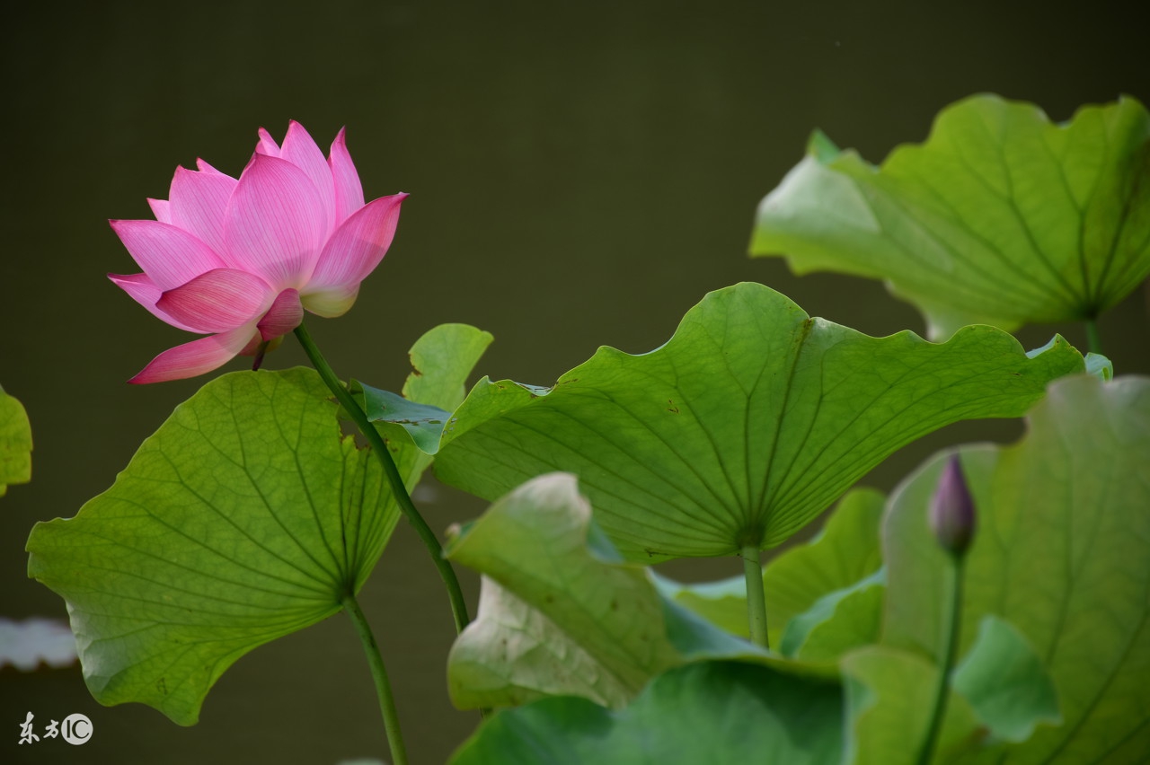初级心理咨询师培训,怎样选择心理咨询