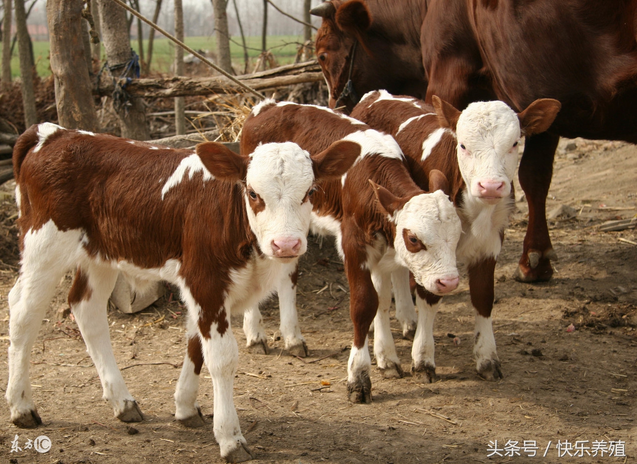 犊牛常见病及治疗方法,初生牛犊常见疾病及治疗方法