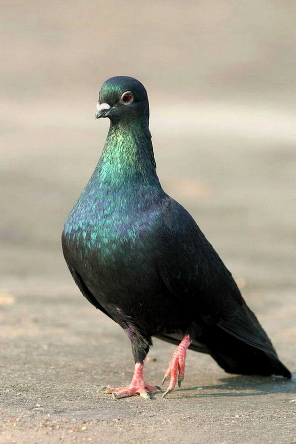 小型粘人的鸟类宠物有哪些,白领适合养什么宠物鸟类