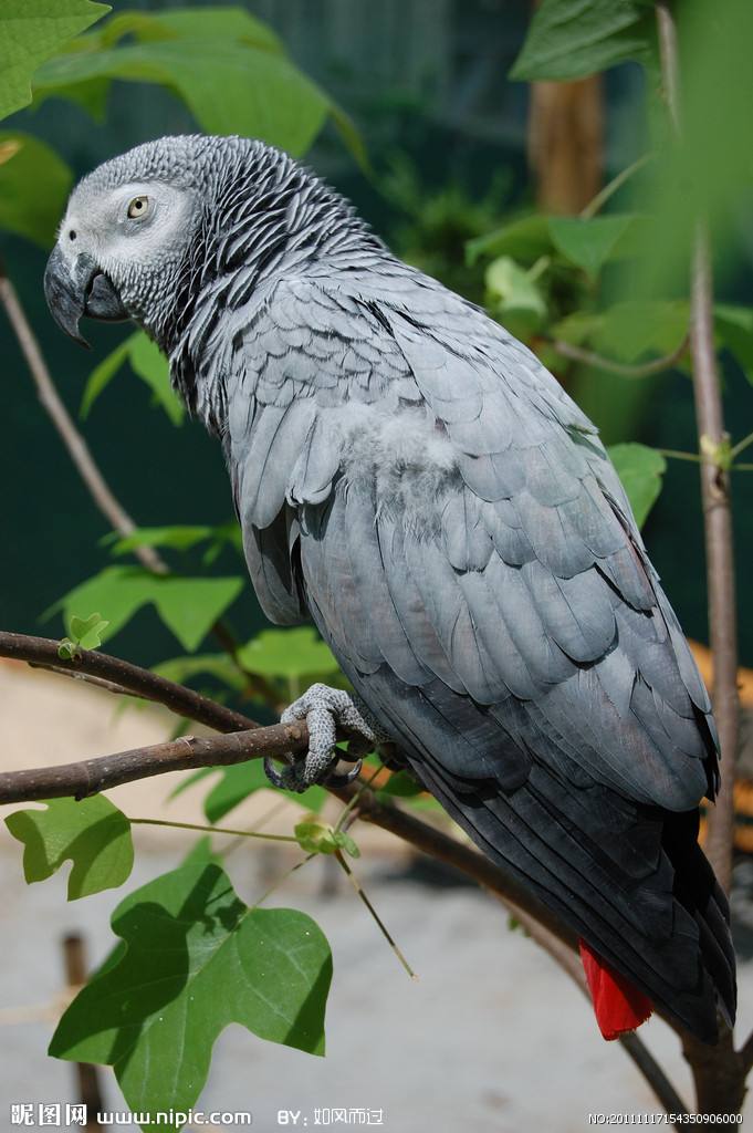 小型粘人的鸟类宠物有哪些,白领适合养什么宠物鸟类