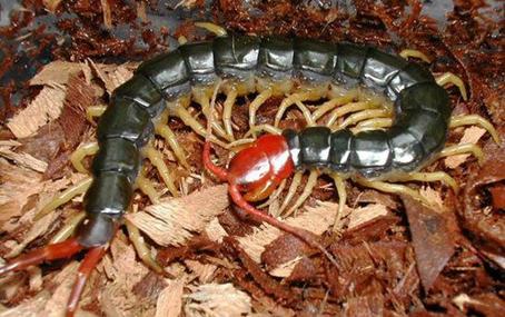 金头蜈蚣30秒毒死小白鼠,蜈蚣毒死小鸡视频