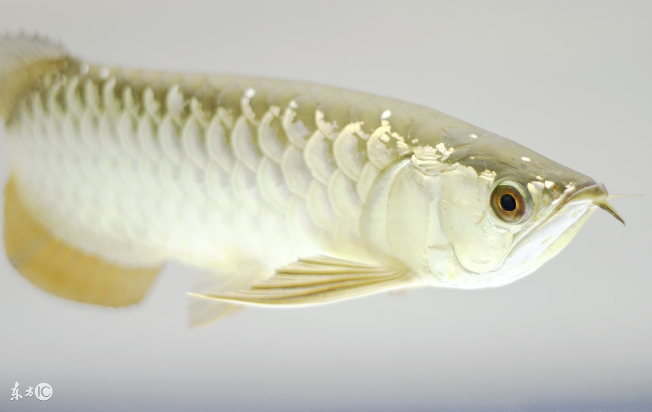 龙鱼白点病治疗最快的方法,龙鱼得了小白点病怎么治疗