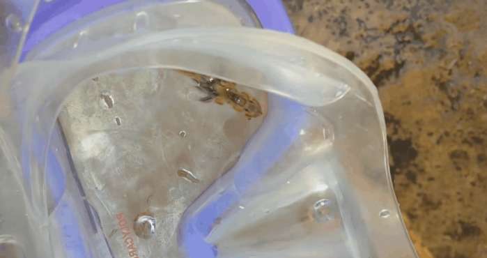 女子游泳发现水下有东西,女子在海边游泳发现不明生物