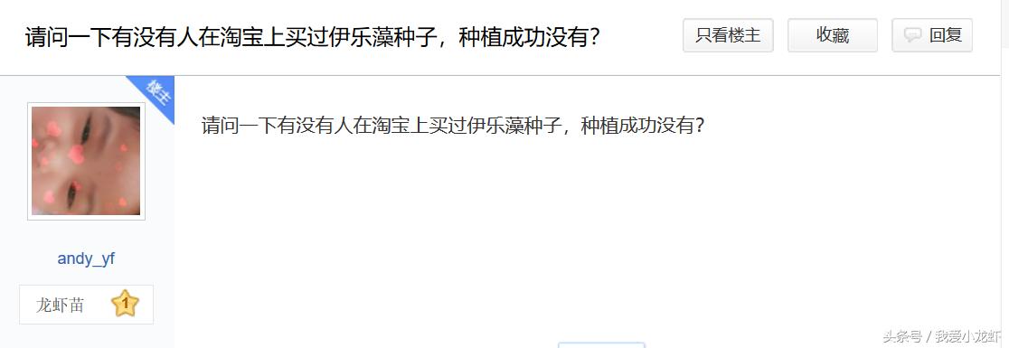 伊乐藻种子哪里买,伊乐藻种子是假的不发芽