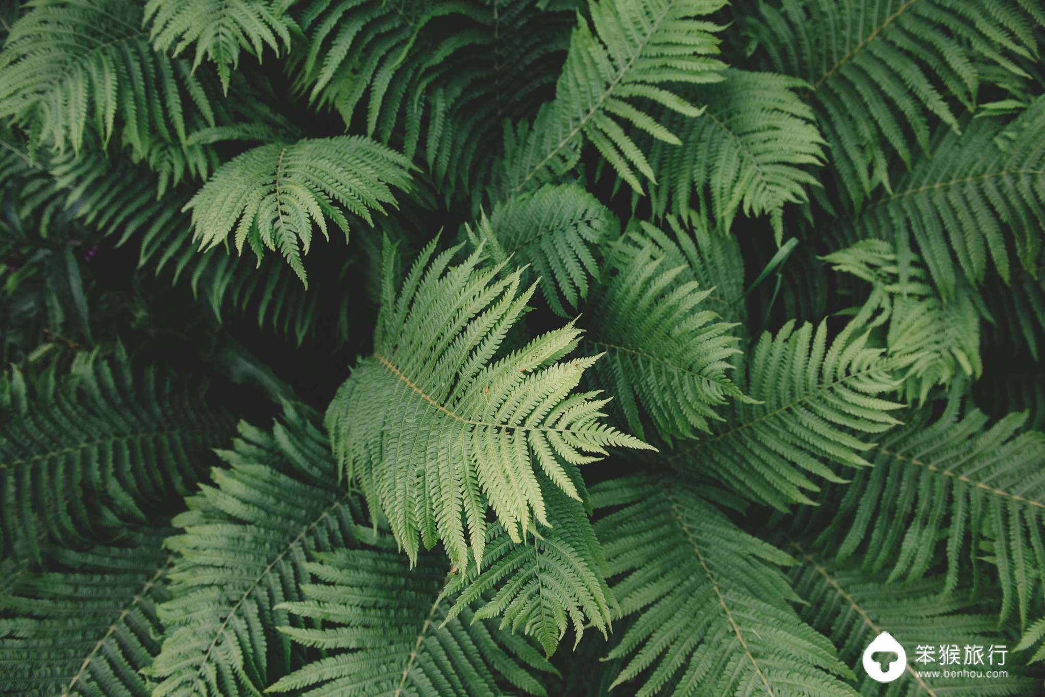 我错过的这座花园岛屿，却是美国人的最爱，连扎克伯格也飞来买地