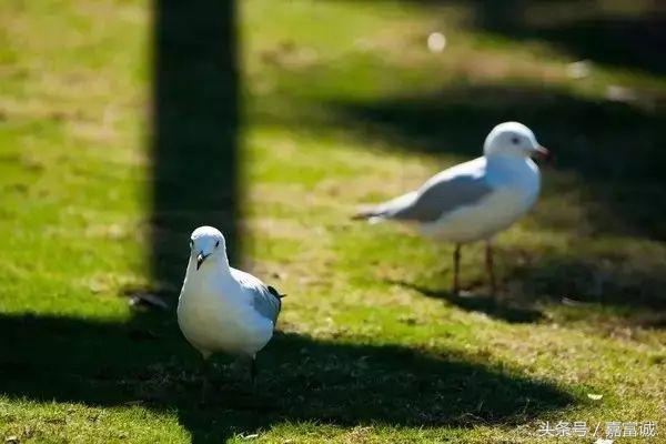 移民澳大利亚真实感受,移民澳大利亚的优劣