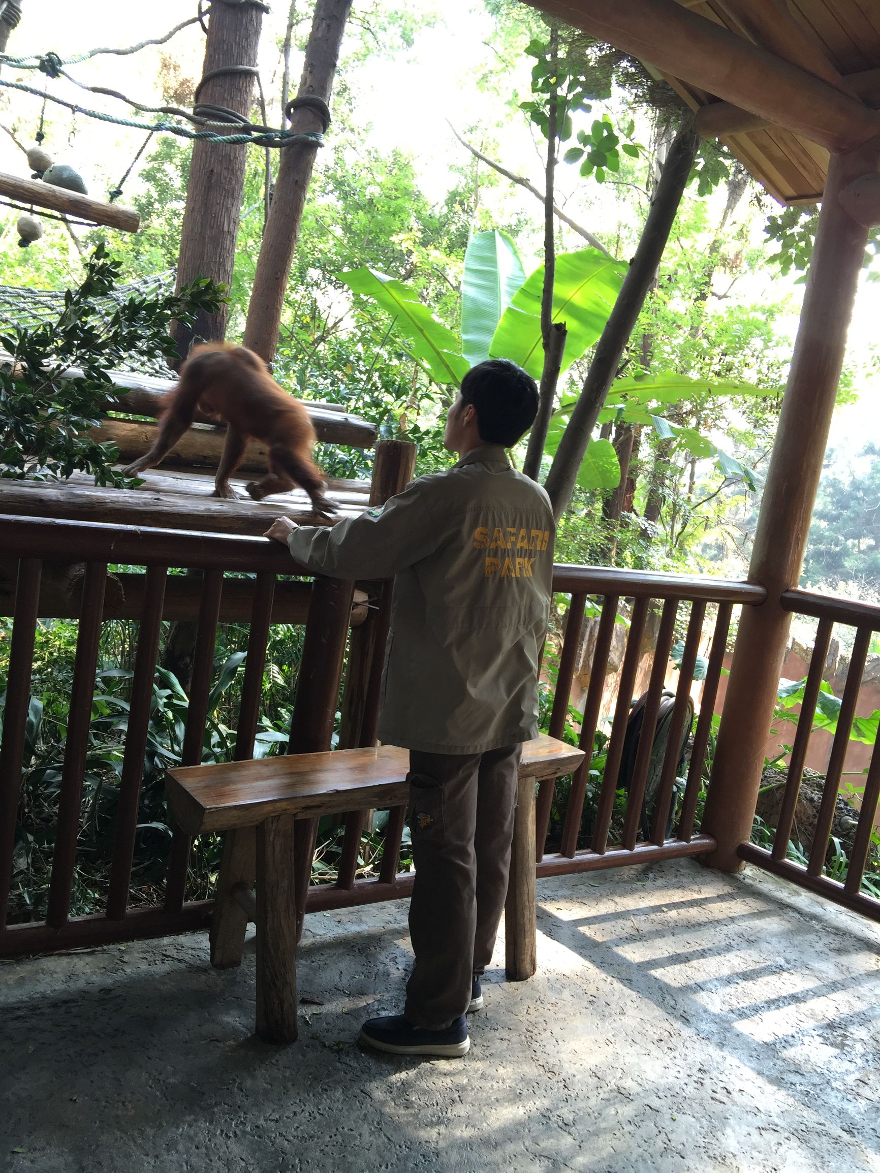 广州长隆野生动物园游玩新攻略,最近广州长隆野生动物园攻略